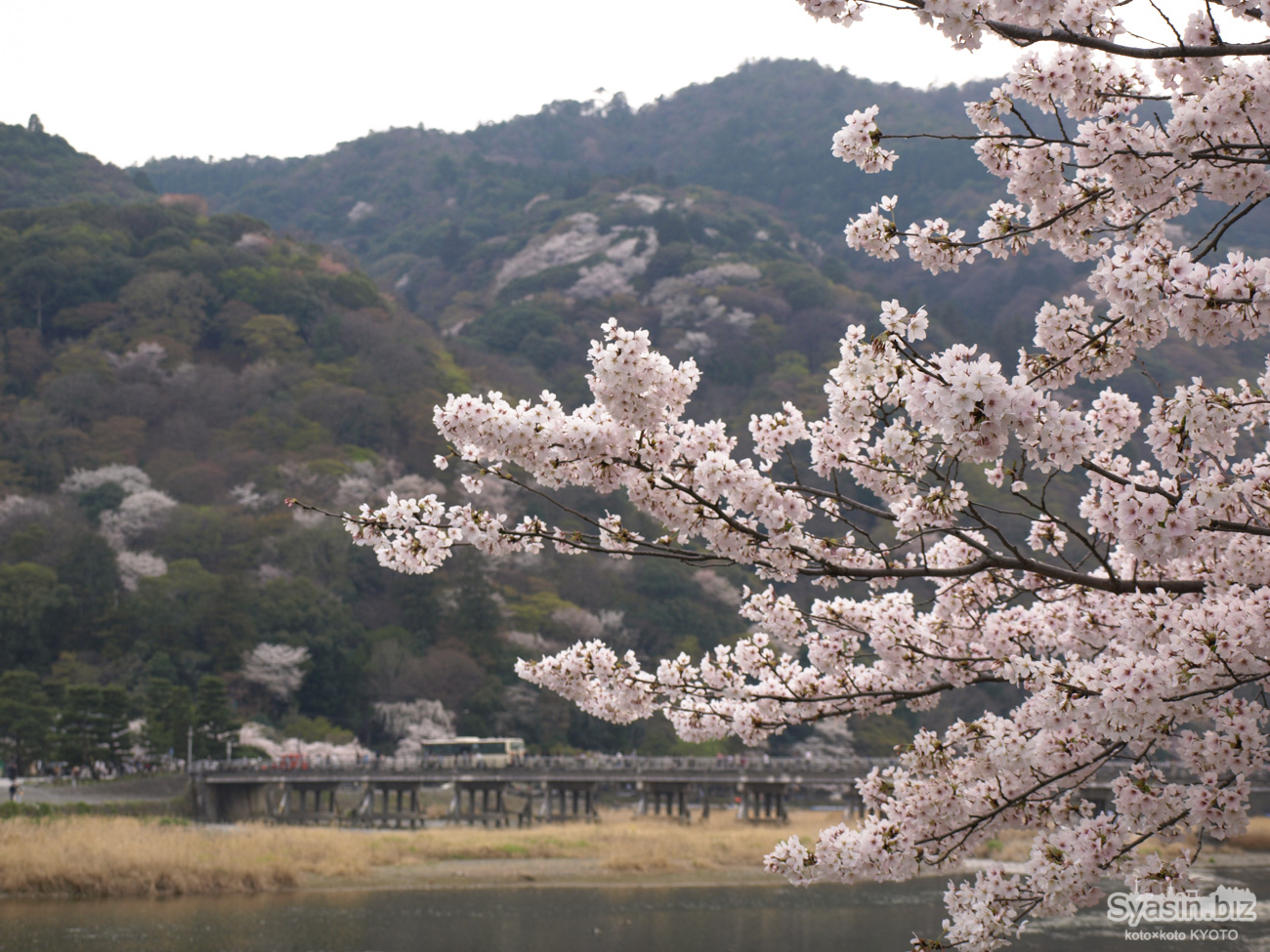 嵐山の桜情報 – 京都市右京区