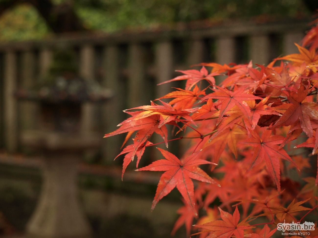 平野神社　紅葉