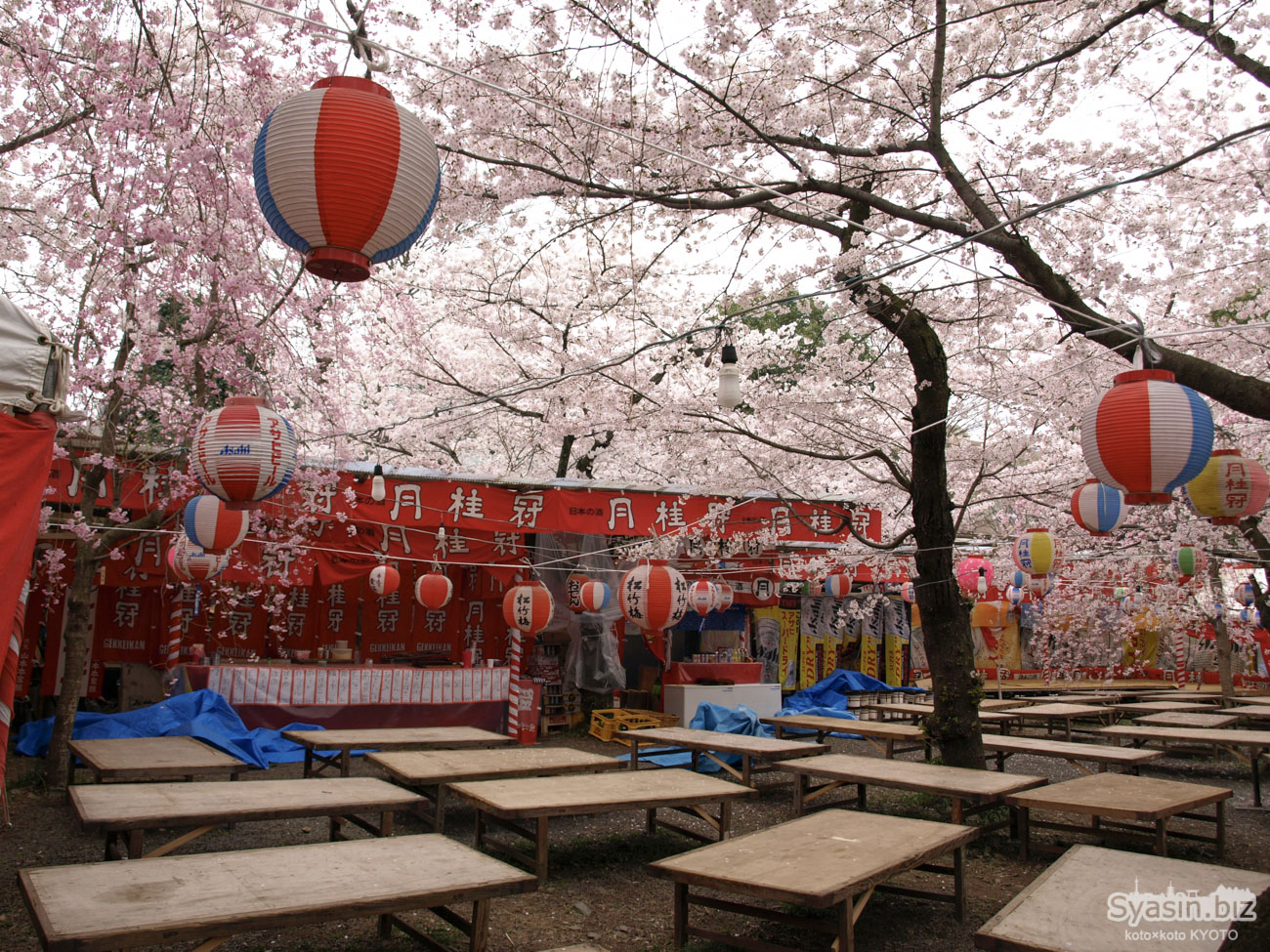 平野神社の桜情報 – 京都市南区