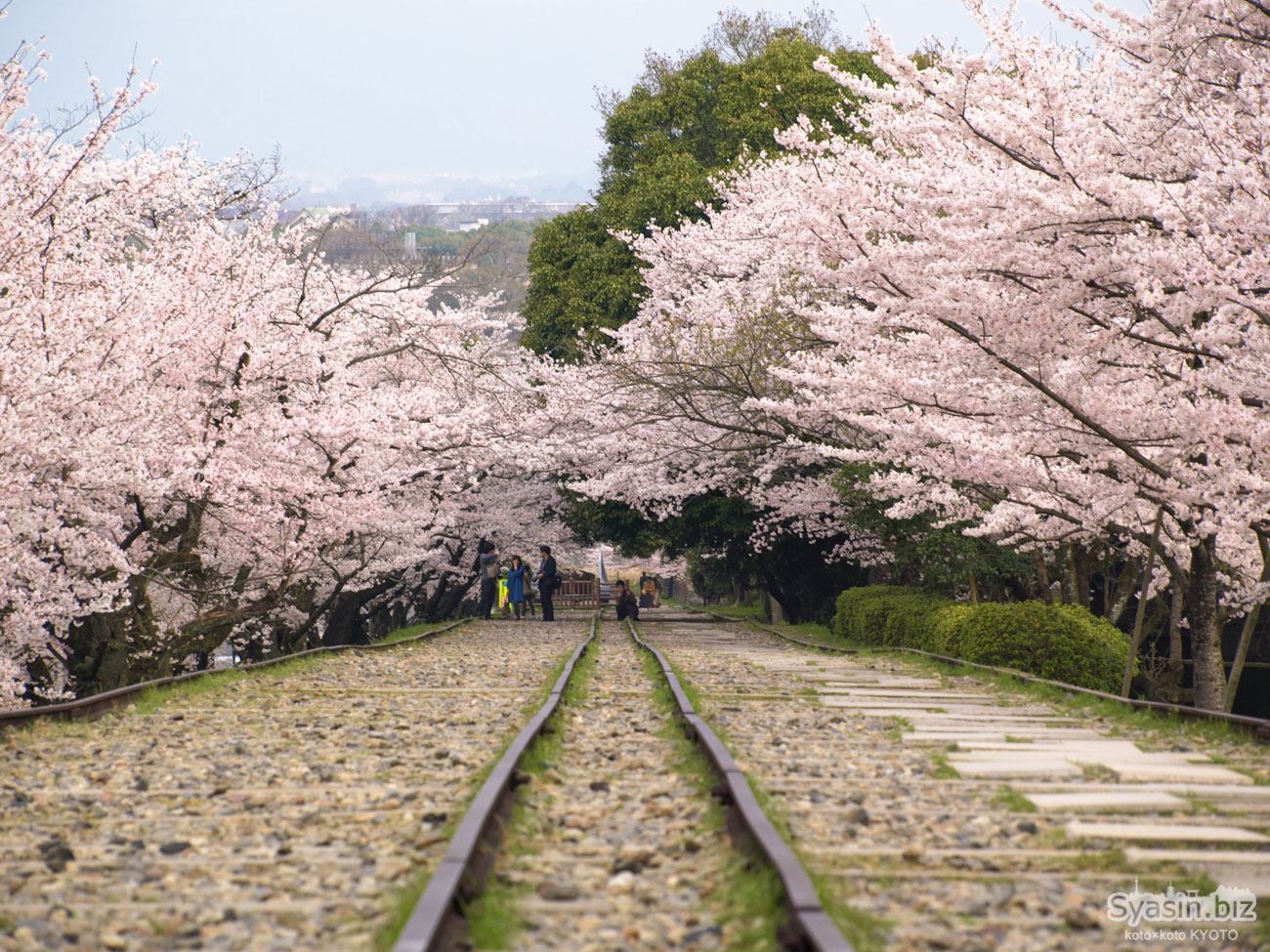 蹴上インクラインの桜情報 – 京都市南区