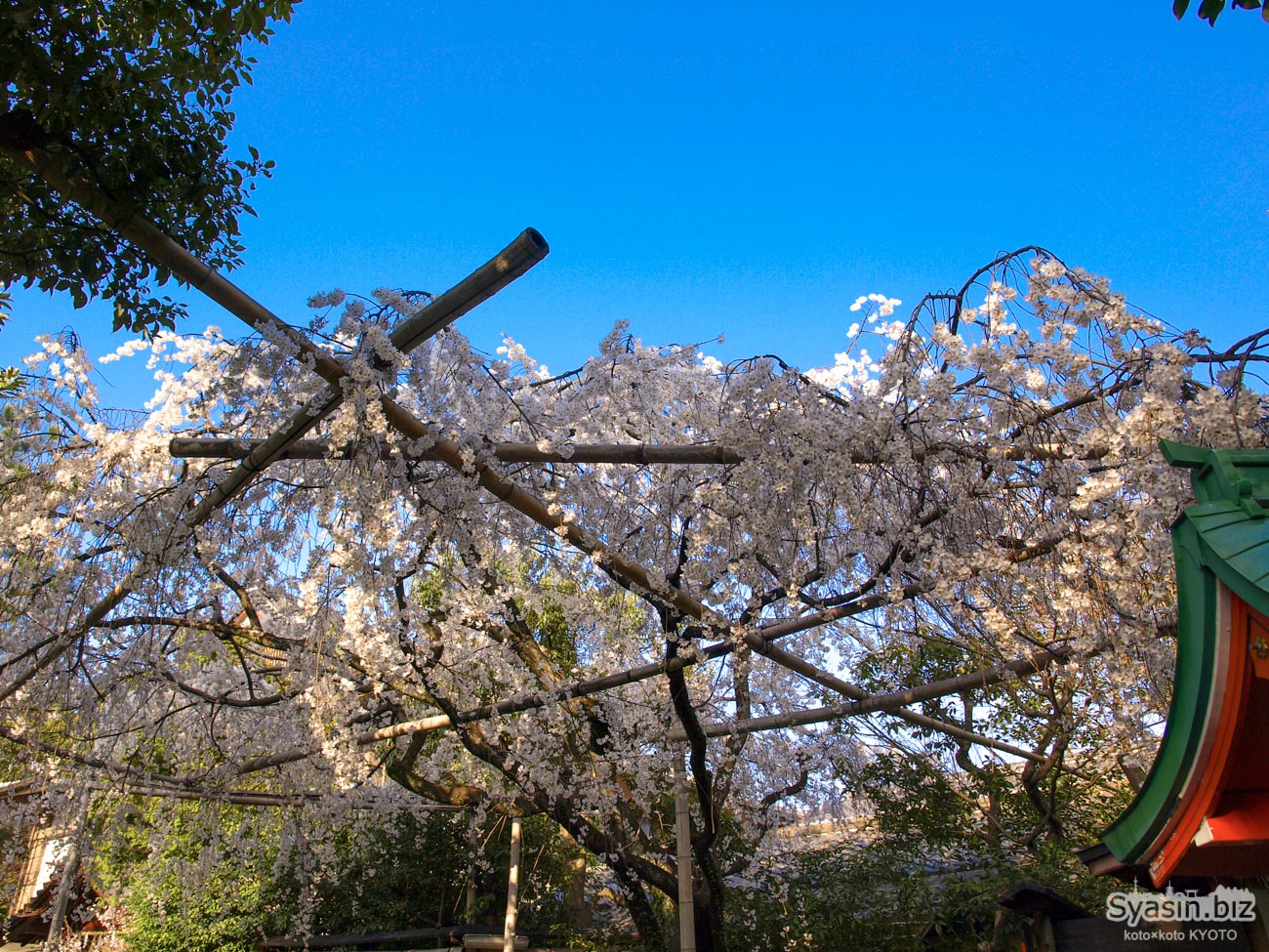 車折神社の桜情報 – 京都市上京区