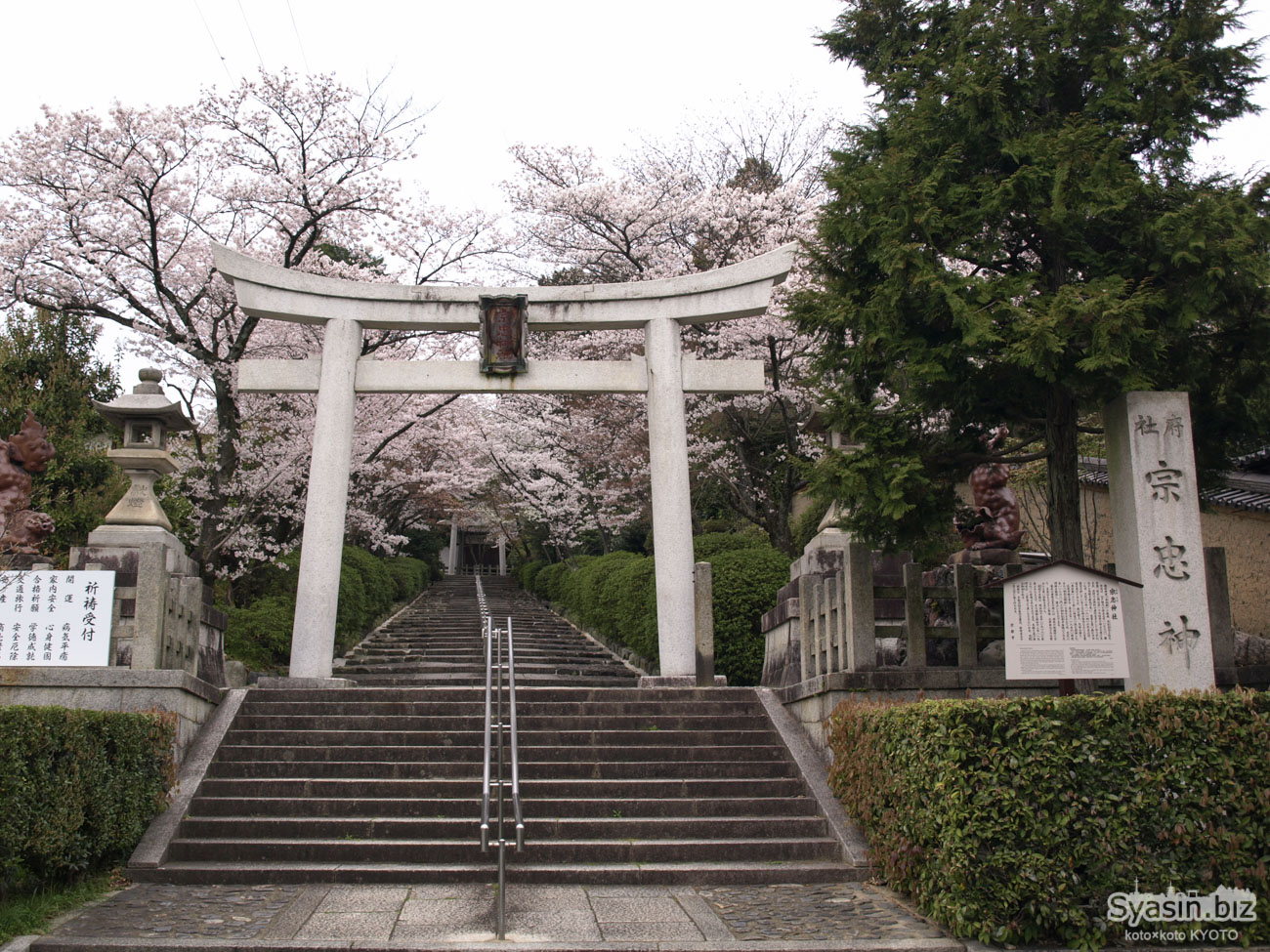 宗忠神社の桜情報 – 京都市左京区