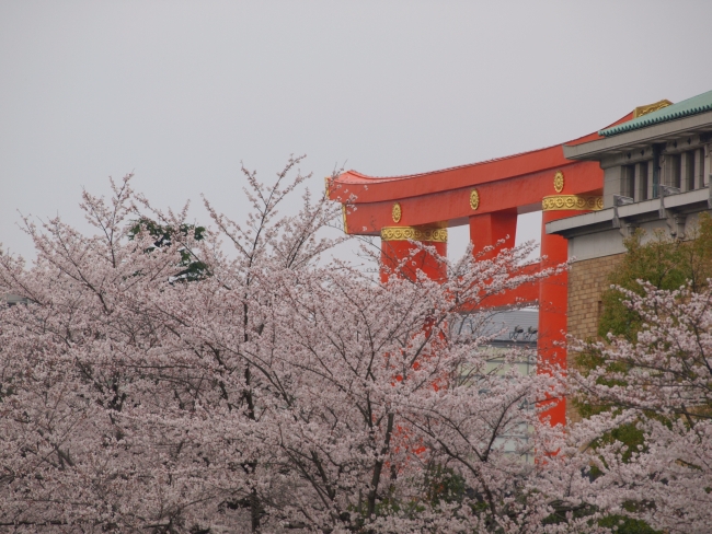 岡崎疎水の桜情報 – 京都市左京区
