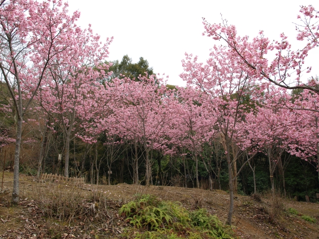 桜花苑の桜情報 – 京都市左京区