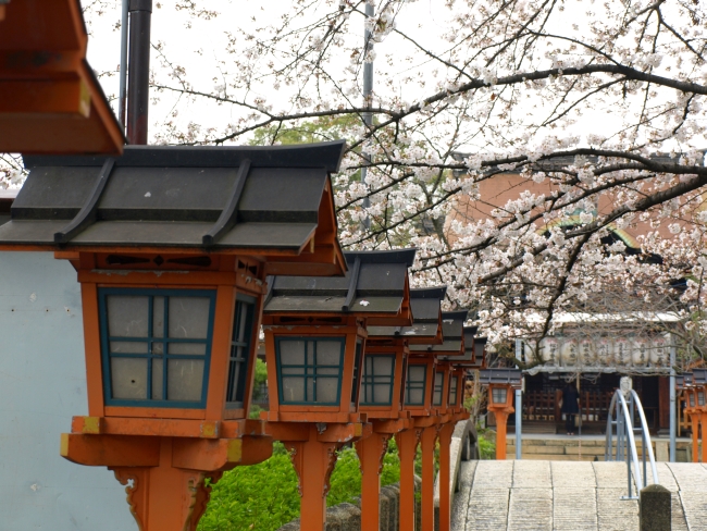 六孫王神社の桜情報 – 京都市南区