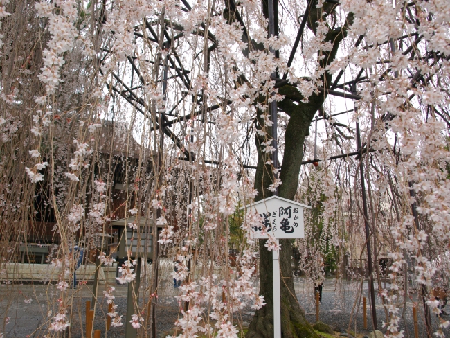 千本釈迦堂の桜情報 – 京都市上京区