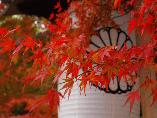 下鴨神社の紅葉情報 – 京都市左京区