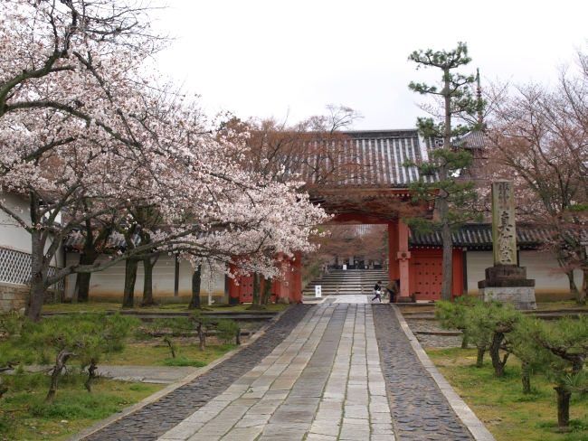 真如堂の桜情報 – 京都市左京区