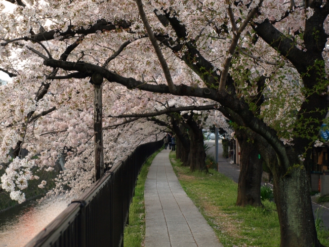 天神川の桜 – 京都市右京区丨山と終末旅