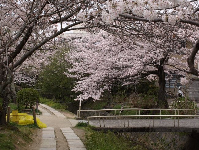 哲学の道の桜情報 – 京都市左京区