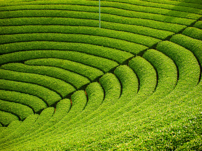 和束町・茶畑の絶景ポイントはココ！茶源郷の景観 5ヶ所